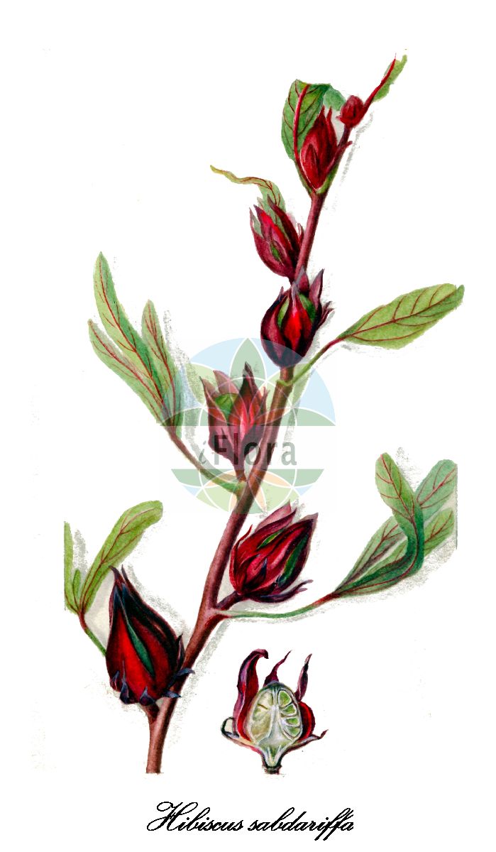 Historische Abbildung von Hibiscus sabdariffa (Rosella-Roseneibisch). Das Bild zeigt Blatt, Bluete, Frucht und Same. ---- Historical Drawing of Hibiscus sabdariffa (Rosella-Roseneibisch). The image is showing leaf, flower, fruit and seed.(Hibiscus sabdariffa,Rosella-Roseneibisch,Hibiscus,Roseneibisch,Rose-mallow,Malvaceae,Malvengewächse,Mallow family,Blatt,Bluete,Frucht,Same,leaf,flower,fruit,seed,USDA Pomological Watercolor Collection (1872-1948))