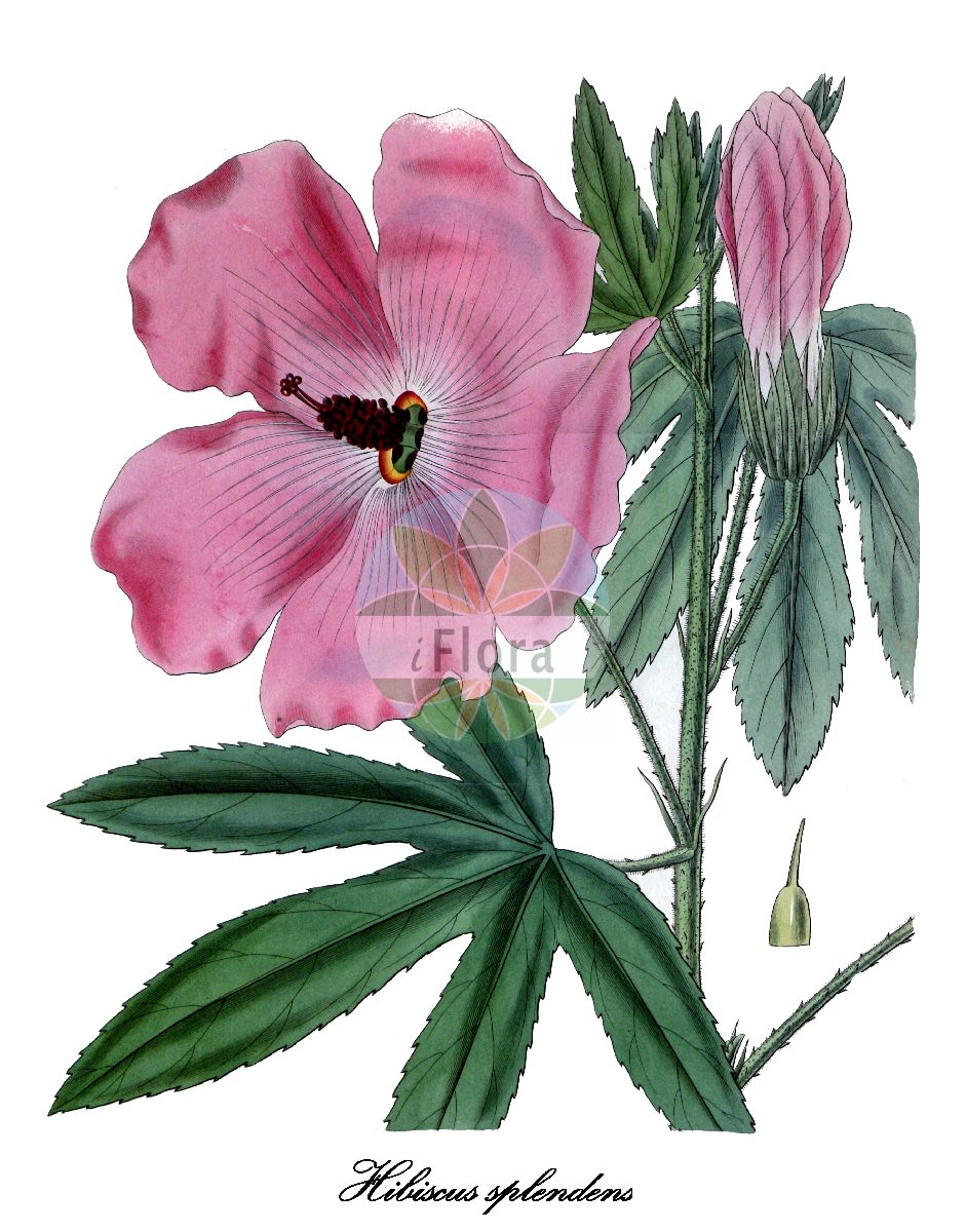 Historische Abbildung von Hibiscus splendens. Das Bild zeigt Blatt, Bluete, Frucht und Same. ---- Historical Drawing of Hibiscus splendens. The image is showing leaf, flower, fruit and seed.(Hibiscus splendens,Hibiscus,Roseneibisch,Rose-mallow,Malvaceae,Malvengewächse,Mallow family,Blatt,Bluete,Frucht,Same,leaf,flower,fruit,seed,Curtis Botanical Magazine (1830))