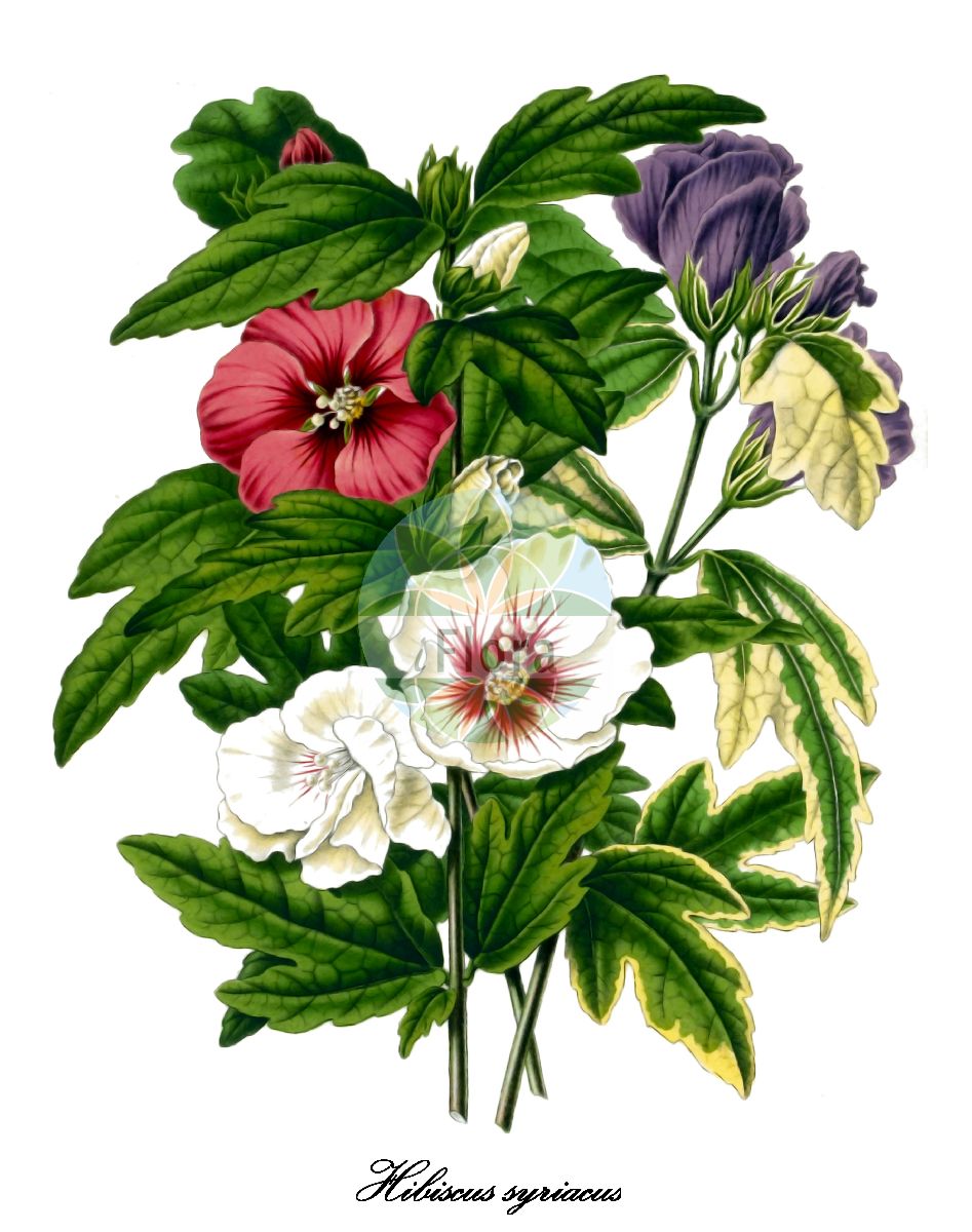 Historische Abbildung von Hibiscus syriacus (Freiland-Roseneibisch - Rose-of-Sharon). Das Bild zeigt Blatt, Bluete, Frucht und Same. ---- Historical Drawing of Hibiscus syriacus (Freiland-Roseneibisch - Rose-of-Sharon). The image is showing leaf, flower, fruit and seed.(Hibiscus syriacus,Freiland-Roseneibisch,Rose-of-Sharon,Syrischer Eibisch,Hibiscus,Roseneibisch,Rose-mallow,Malvaceae,Malvengewächse,Mallow family,Blatt,Bluete,Frucht,Same,leaf,flower,fruit,seed,Witte (1868))