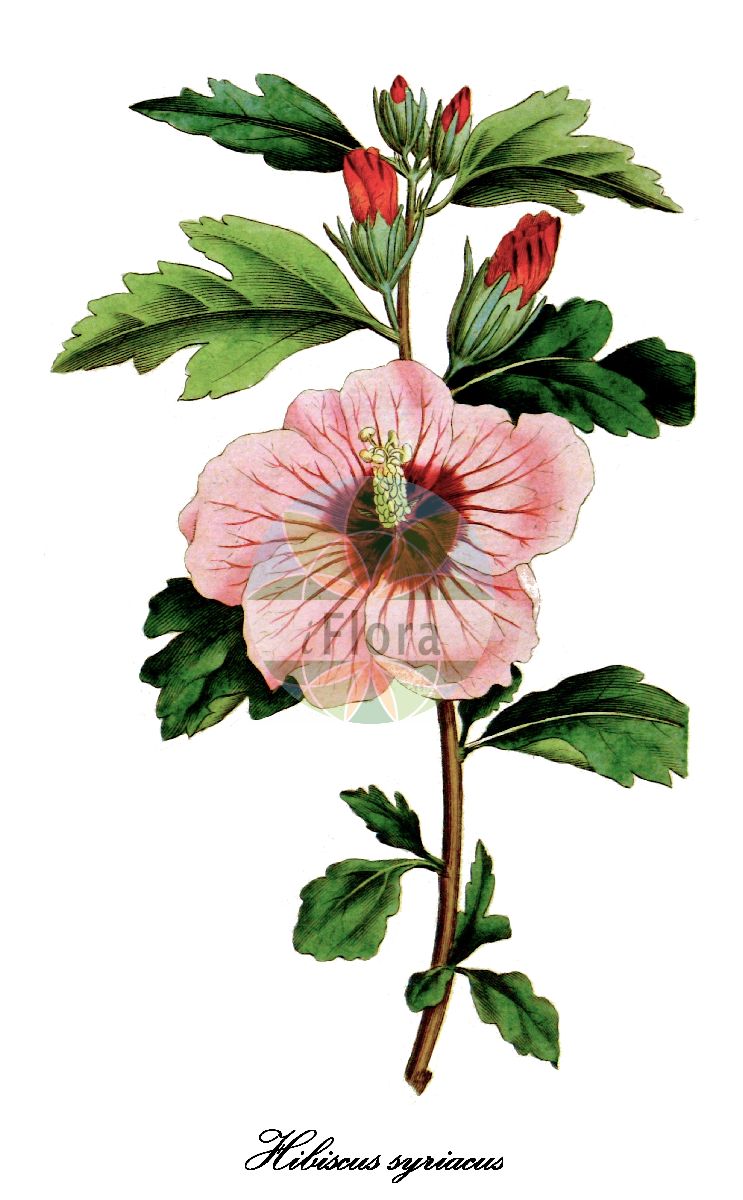 Historische Abbildung von Hibiscus syriacus (Freiland-Roseneibisch - Rose-of-Sharon). Das Bild zeigt Blatt, Bluete, Frucht und Same. ---- Historical Drawing of Hibiscus syriacus (Freiland-Roseneibisch - Rose-of-Sharon). The image is showing leaf, flower, fruit and seed.(Hibiscus syriacus,Freiland-Roseneibisch,Rose-of-Sharon,Syrischer Eibisch,Hibiscus,Roseneibisch,Rose-mallow,Malvaceae,Malvengewächse,Mallow family,Blatt,Bluete,Frucht,Same,leaf,flower,fruit,seed,Curtis Botanical Magazine (1787ff))