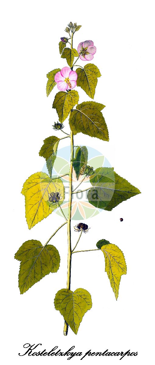 Historische Abbildung von Kosteletzkya pentacarpos (Fen-rose). Das Bild zeigt Blatt, Bluete, Frucht und Same. ---- Historical Drawing of Kosteletzkya pentacarpos (Fen-rose). The image is showing leaf, flower, fruit and seed.(Kosteletzkya pentacarpos,Fen-rose,Hibiscus pentacarpos,Kosteletzkya,Malvaceae,Malvengewächse,Mallow family,Blatt,Bluete,Frucht,Same,leaf,flower,fruit,seed,von Jacquin (1781-1793))