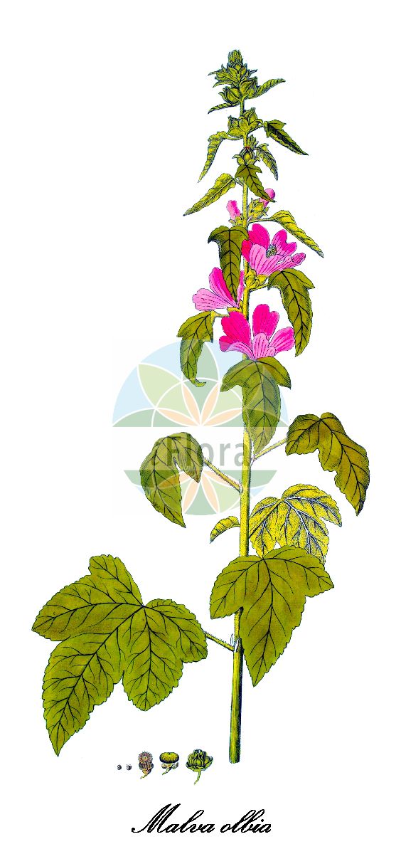 Historische Abbildung von Malva olbia (Südfranzösische Strauchpappel - Mallow). Das Bild zeigt Blatt, Bluete, Frucht und Same. ---- Historical Drawing of Malva olbia (Südfranzösische Strauchpappel - Mallow). The image is showing leaf, flower, fruit and seed.(Malva olbia,Südfranzösische Strauchpappel,Mallow,Lavatera hispida,Lavatera olbia,Malva hispida,Malva,Malve,Mallow,Malvaceae,Malvengewächse,Mallow family,Blatt,Bluete,Frucht,Same,leaf,flower,fruit,seed,von Jacquin (1770-1776))