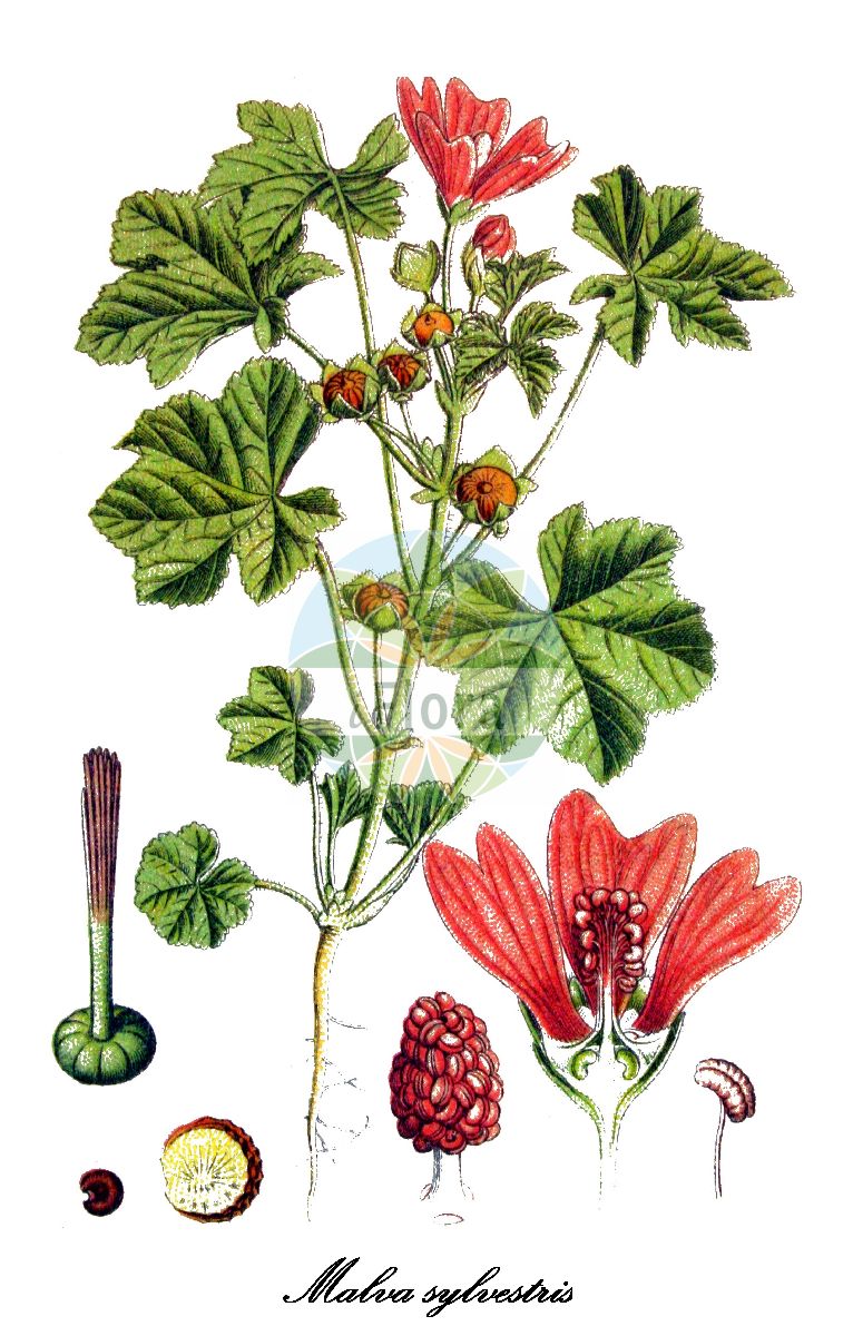 Historische Abbildung von Malva sylvestris (Wilde Malve - Common mallow). Das Bild zeigt Blatt, Bluete, Frucht und Same. ---- Historical Drawing of Malva sylvestris (Wilde Malve - Common mallow). The image is showing leaf, flower, fruit and seed.(Malva sylvestris,Wilde Malve,Common mallow,Malva ambigua,Malva erecta,Malva erevaniana,Malva grossheimii,Malva hirsuta,Malva mauritiana,Malva tomentella,Gewoehnliche Wilde Malve,Grosse Hasenpappel,Grosse Kaesepappel,Kaesepappel,Mauretanische Malve,Ross-Malve,Rosspappel,Ross-Pappel,Wald-Malve,Wilde Kaesepappel,High Mallow,Large-flowered Mallow,Tall Mallow,Malva,Malve,Mallow,Malvaceae,Malvengewächse,Mallow family,Blatt,Bluete,Frucht,Same,leaf,flower,fruit,seed,Sturm (1796ff))