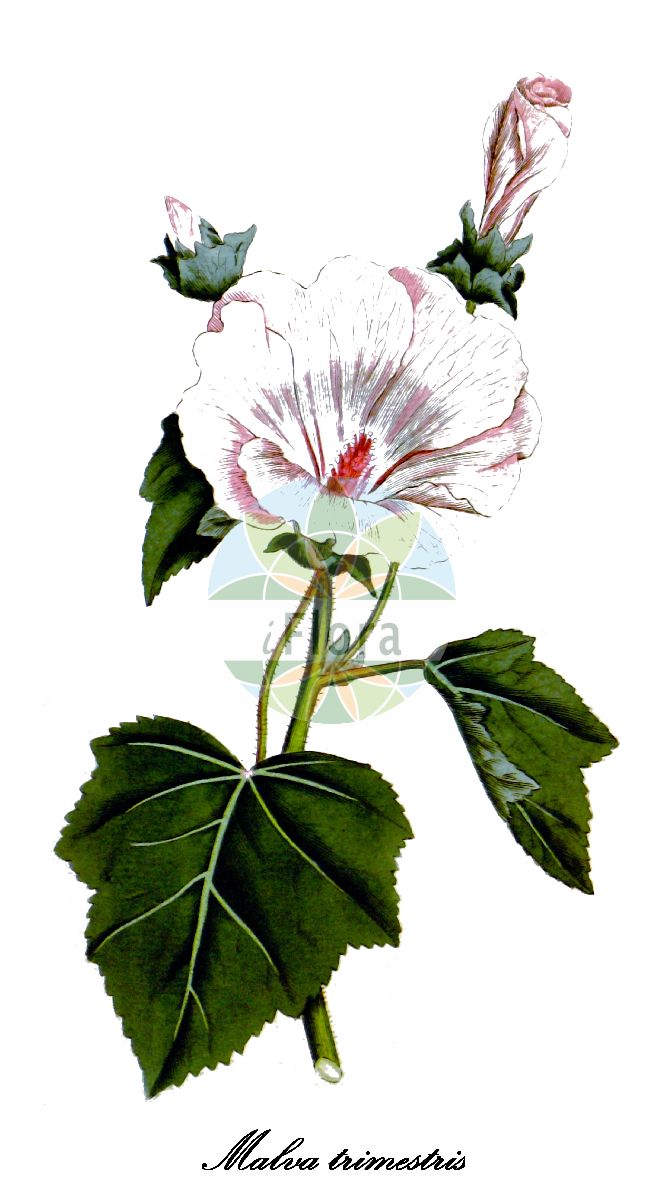 Historische Abbildung von Malva trimestris (Sommer-Strauchpappel - Annual mallow). Das Bild zeigt Blatt, Bluete, Frucht und Same. ---- Historical Drawing of Malva trimestris (Sommer-Strauchpappel - Annual mallow). The image is showing leaf, flower, fruit and seed.(Malva trimestris,Sommer-Strauchpappel,Annual mallow,Althaea trimestris,Lavatera grandiflora,Lavatera pseudotrimestris,Lavatera rigoi,Lavatera trimestris,Stegia lavatera,Stegia trimestris,Malva,Malve,Mallow,Malvaceae,Malvengewächse,Mallow family,Blatt,Bluete,Frucht,Same,leaf,flower,fruit,seed,Curtis Botanical Magazine (1787ff))