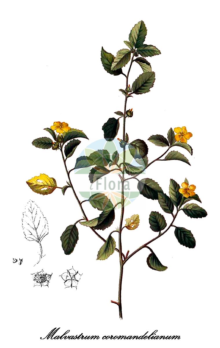 Historische Abbildung von Malvastrum coromandelianum (Caribbean false mallow). Das Bild zeigt Blatt, Bluete, Frucht und Same. ---- Historical Drawing of Malvastrum coromandelianum (Caribbean false mallow). The image is showing leaf, flower, fruit and seed.(Malvastrum coromandelianum,Caribbean false mallow,Malva corchorifolia,Malva coromandeliana,Malvastrum corchorifolium,Malvastrum tricuspidatum,Malvastrum,False mallow,Malvaceae,Malvengewächse,Mallow family,Blatt,Bluete,Frucht,Same,leaf,flower,fruit,seed,Blanco (1875))