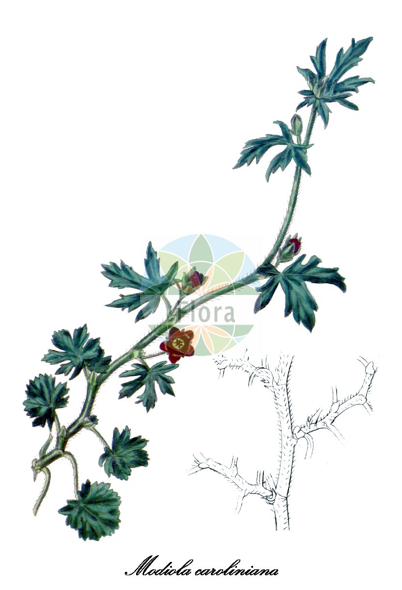 Historische Abbildung von Modiola caroliniana (Carolina bristlemallow). Das Bild zeigt Blatt, Bluete, Frucht und Same. ---- Historical Drawing of Modiola caroliniana (Carolina bristlemallow). The image is showing leaf, flower, fruit and seed.(Modiola caroliniana,Carolina bristlemallow,Malva caroliniana,Modiola,Malvaceae,Malvengewächse,Mallow family,Blatt,Bluete,Frucht,Same,leaf,flower,fruit,seed,Curtis Botanical Magazine (1820ff))