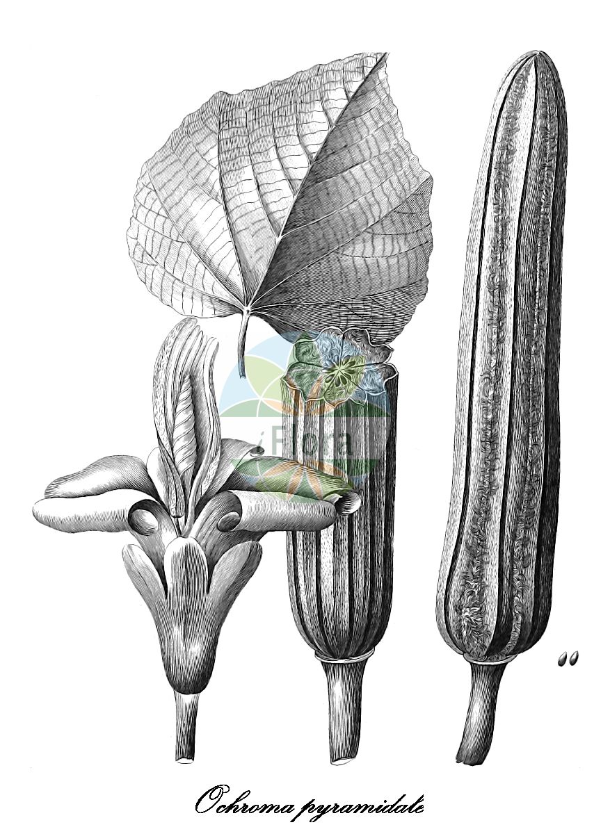 Historische Abbildung von Ochroma pyramidale (Balsabaum). Das Bild zeigt Blatt, Bluete, Frucht und Same. ---- Historical Drawing of Ochroma pyramidale (Balsabaum). The image is showing leaf, flower, fruit and seed.(Ochroma pyramidale,Balsabaum,Balsaholz,Ochroma,Malvaceae,Malvengewächse,Mallow family,Blatt,Bluete,Frucht,Same,leaf,flower,fruit,seed,Cavanilles (1785-1790))