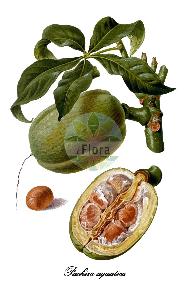 Historische Abbildung von Pachira aquatica. Das Bild zeigt Blatt, Bluete, Frucht und Same. ---- Historical Drawing of Pachira aquatica. The image is showing leaf, flower, fruit and seed.(Pachira aquatica,Pachira,Malvaceae,Malvengewächse,Mallow family,Blatt,Bluete,Frucht,Same,leaf,flower,fruit,seed,Revue horticole (1887))