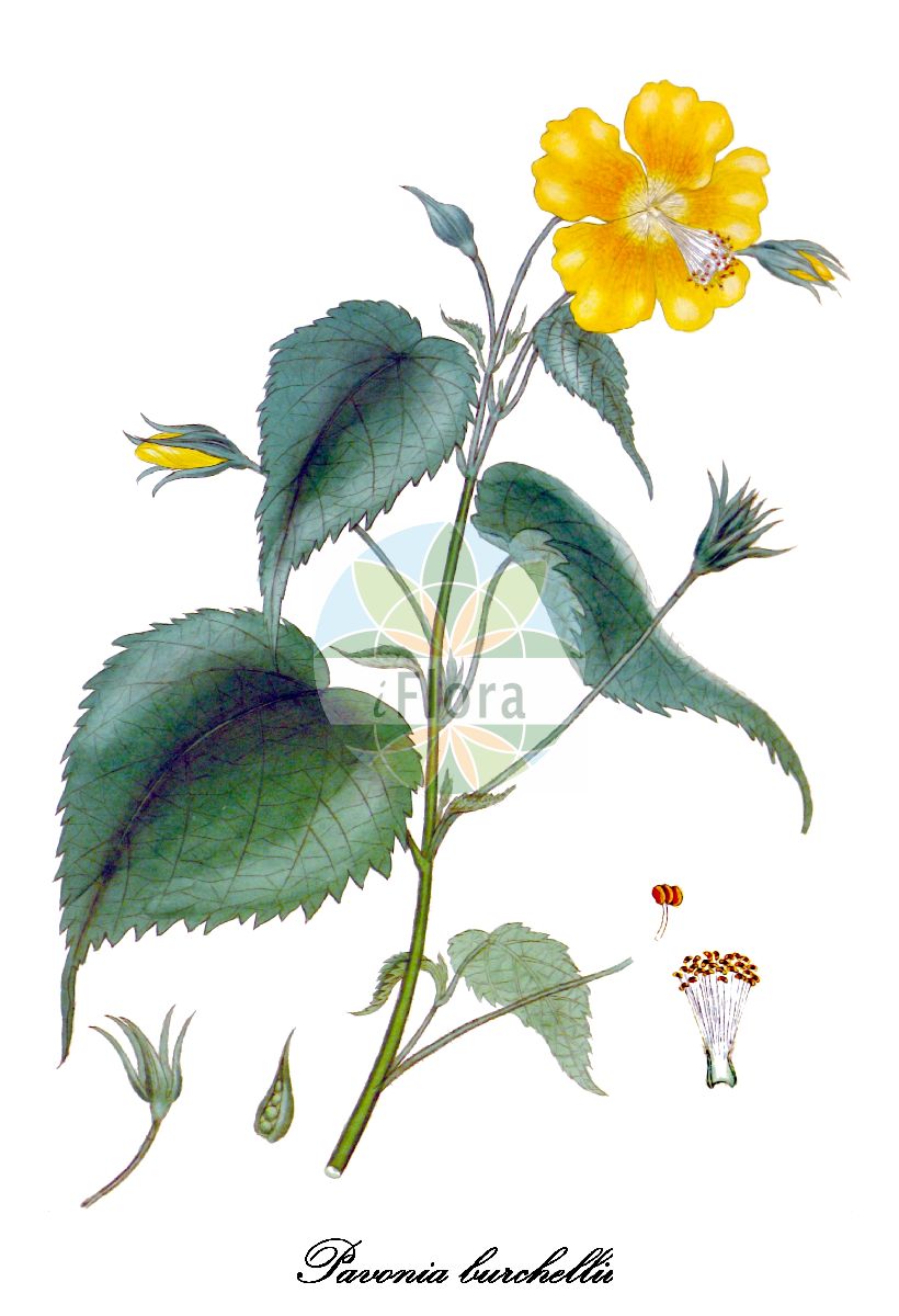 Historische Abbildung von Pavonia burchellii. Das Bild zeigt Blatt, Bluete, Frucht und Same. ---- Historical Drawing of Pavonia burchellii. The image is showing leaf, flower, fruit and seed.(Pavonia burchellii,Althaea burchellii,Pavonia kraussiana,Pavonia,Pavonia,Malvaceae,Malvengewächse,Mallow family,Blatt,Bluete,Frucht,Same,leaf,flower,fruit,seed,Andrews (1802-1809))