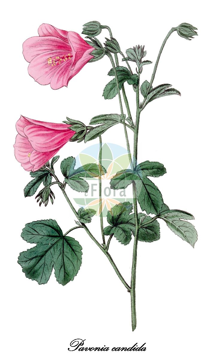 Historische Abbildung von Pavonia candida. Das Bild zeigt Blatt, Bluete, Frucht und Same. ---- Historical Drawing of Pavonia candida. The image is showing leaf, flower, fruit and seed.(Pavonia candida,Pavonia,Pavonia,Malvaceae,Malvengewächse,Mallow family,Blatt,Bluete,Frucht,Same,leaf,flower,fruit,seed,Botanical Register (1815-1828))