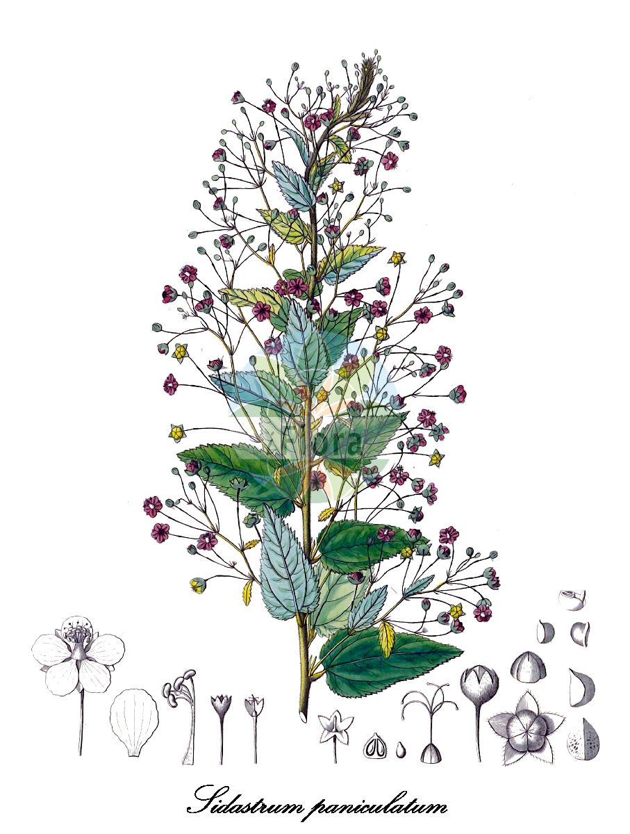 Historische Abbildung von Sidastrum paniculatum (Cadillo liso). Das Bild zeigt Blatt, Bluete, Frucht und Same. ---- Historical Drawing of Sidastrum paniculatum (Cadillo liso). The image is showing leaf, flower, fruit and seed.(Sidastrum paniculatum,Cadillo liso,Sida floribunda,Sida paniculata,Sidastrum,Malvaceae,Malvengewächse,Mallow family,Blatt,Bluete,Frucht,Same,leaf,flower,fruit,seed,von Humboldt et al. (1816-1825))