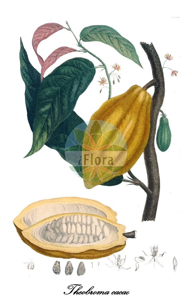 Historische Abbildung von Theobroma cacao (Kakaobaum). Das Bild zeigt Blatt, Bluete, Frucht und Same. ---- Historical Drawing of Theobroma cacao (Kakaobaum). The image is showing leaf, flower, fruit and seed.(Theobroma cacao,Kakaobaum,Kakaopflanze,Theobroma,Malvaceae,Malvengewächse,Mallow family,Blatt,Bluete,Frucht,Same,leaf,flower,fruit,seed,de Tussac (1808))