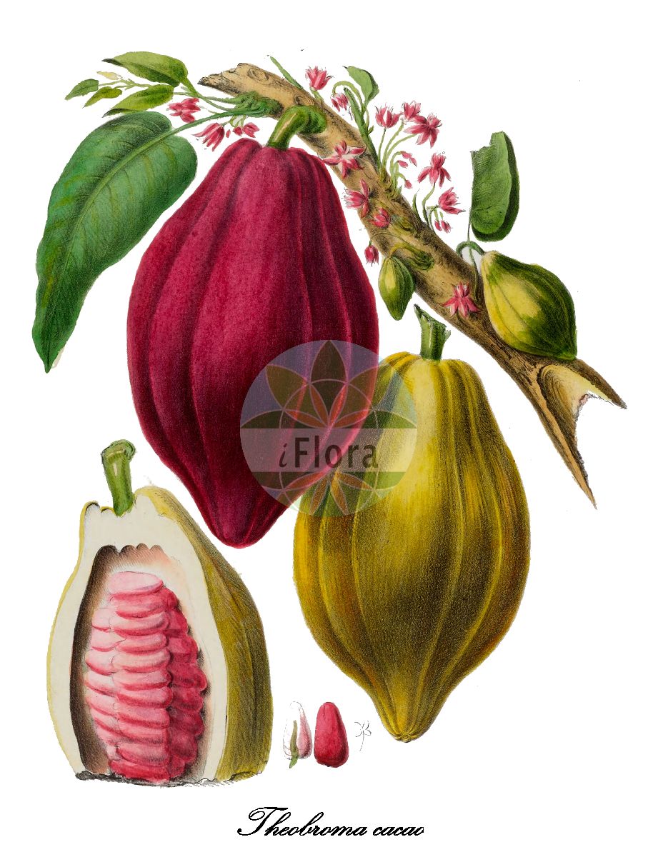 Historische Abbildung von Theobroma cacao (Kakaobaum). Das Bild zeigt Blatt, Bluete, Frucht und Same. ---- Historical Drawing of Theobroma cacao (Kakaobaum). The image is showing leaf, flower, fruit and seed.(Theobroma cacao,Kakaobaum,Kakaopflanze,Theobroma,Malvaceae,Malvengewächse,Mallow family,Blatt,Bluete,Frucht,Same,leaf,flower,fruit,seed,Denisse (1843-1846))