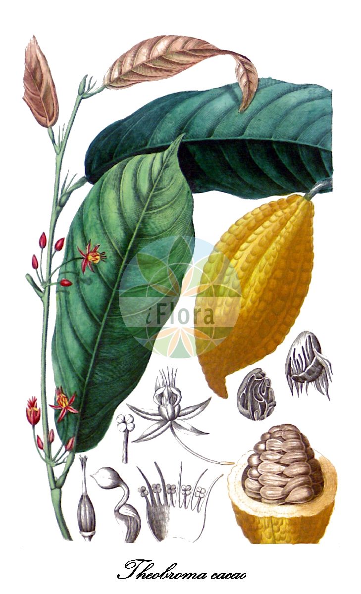 Historische Abbildung von Theobroma cacao (Kakaobaum). Das Bild zeigt Blatt, Bluete, Frucht und Same. ---- Historical Drawing of Theobroma cacao (Kakaobaum). The image is showing leaf, flower, fruit and seed.(Theobroma cacao,Kakaobaum,Kakaopflanze,Theobroma,Malvaceae,Malvengewächse,Mallow family,Blatt,Bluete,Frucht,Same,leaf,flower,fruit,seed,Spach (1834-1847))