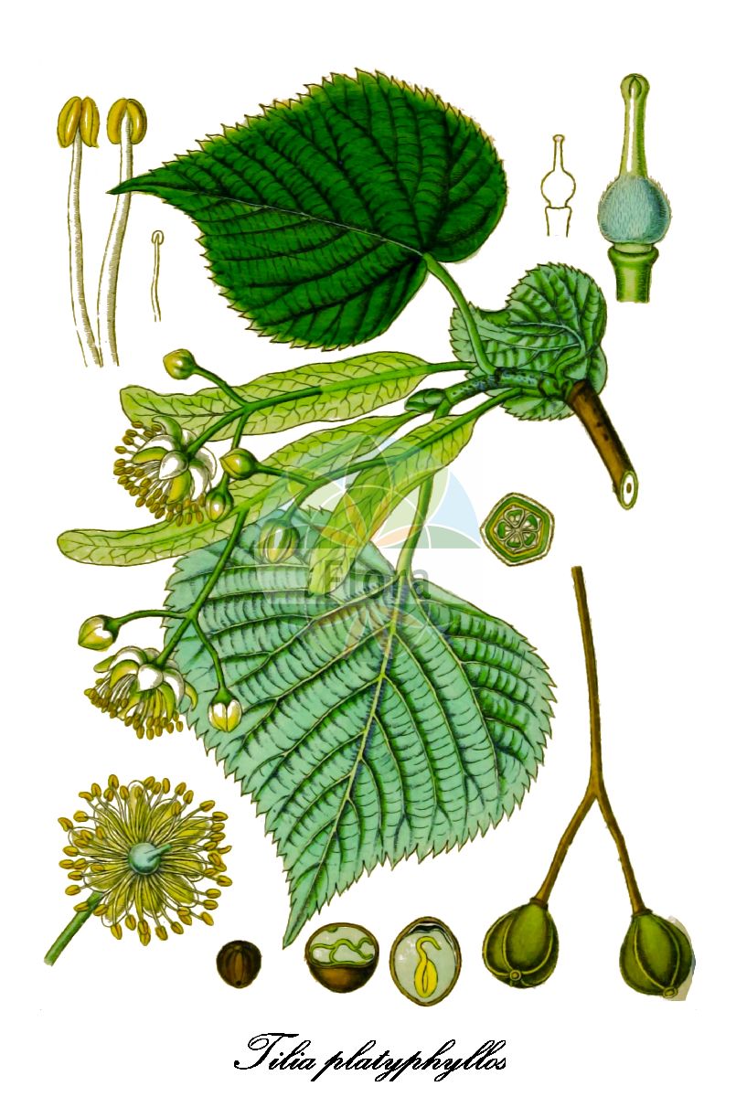 Historische Abbildung von Tilia platyphyllos (Sommer-Linde - Large-leaved Lime). Das Bild zeigt Blatt, Bluete, Frucht und Same. ---- Historical Drawing of Tilia platyphyllos (Sommer-Linde - Large-leaved Lime). The image is showing leaf, flower, fruit and seed.(Tilia platyphyllos,Sommer-Linde,Large-leaved Lime,Tilia braunii,Tilia cordifolia,Tilia corylifolia,Tilia flava,Tilia grandifolia,Tilia praecox,Tilia pyramidalis,Tilia rubra,Tilia sitnensis,Frueh-Linde,Gewoehnliche Sommer-Linde,Broad-leaved Lime,Largeleaf Linden,Large-leaved Linden,Tilia,Linde,Basswood,Malvaceae,Malvengewächse,Mallow family,Blatt,Bluete,Frucht,Same,leaf,flower,fruit,seed,Sturm (1796ff))