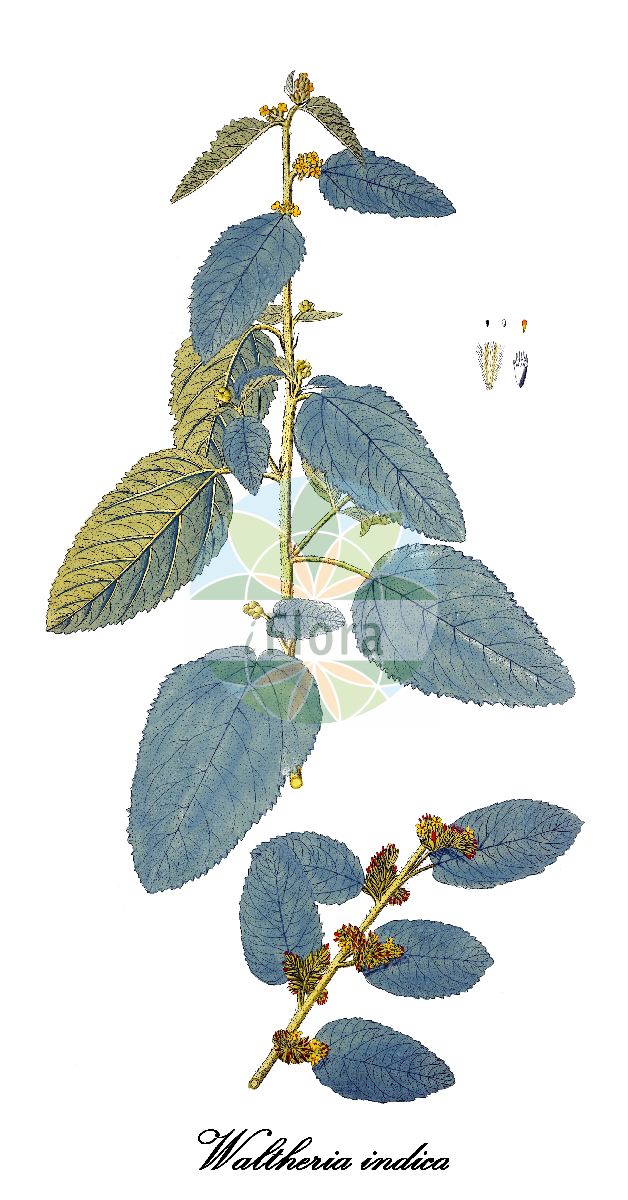 Historische Abbildung von Waltheria indica (Sleepy morning). Das Bild zeigt Blatt, Bluete, Frucht und Same. ---- Historical Drawing of Waltheria indica (Sleepy morning). The image is showing leaf, flower, fruit and seed.(Waltheria indica,Sleepy morning,Waltheria americana,Waltheria elliptica,Waltheria,Malvaceae,Malvengewächse,Mallow family,Blatt,Bluete,Frucht,Same,leaf,flower,fruit,seed,von Jacquin (1781-1793))