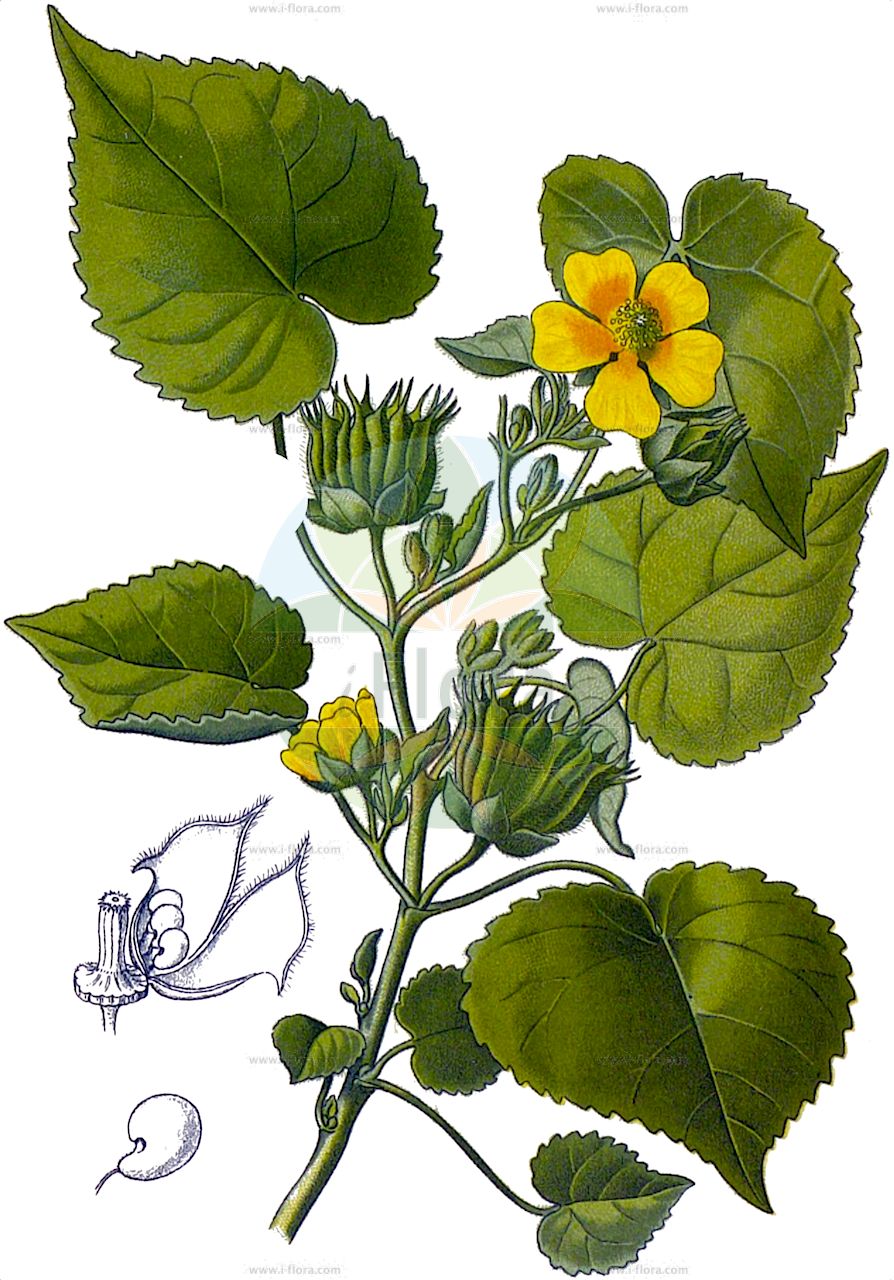 Abutilon theophrasti - Malvaceae,Plantae,Pteridobiotina,Angiosperms,Malvales,Malvaceae,Abutilon,Abutilon theophrasti,Abutilon abutilon, Abutilon avicennae, Abutilon avicennae f. genuina, Abutilon avicennae f. nigrum, Abutilon avicennae f. parviflorum, Abutilon avicennae f. tiliifolium, Abutilon avicennae var. aureum, Abutilon avicennae var. chinense, Abutilon avicennae var. cordatum, Abutilon avicennae var. rotundifolium, Abutilon avicennae var. violaceum, Abutilon behrianum, Abutilon commune, Abutilon pubescens, Abutilon theophrasti var. chinense, Abutilon theophrasti var. nigrum, Abutilon tiliifolium, Malva abutilon, Sida abutilon, Sida tenax, Sida tiliifolia, Sida tiliifolia, Side abutila,Samtpappel;Chinajute;Chinesische Samtpappel;Hanf;velvetleaf;butterprint;china jute;chingma;indian hemp;pie-marker;butter print;chinese lantern;chingma abutilon;indian mallow;piemarker;Abutilon de Théophraste;abutilon ordinaire;fausse guimauve jaune;jute de Chine;abutilon d'Avicenne;abutilon;malva blanca;malva de terciopelo;malva grande;yute de la China;abutilon;abutilón de la China;abutilón;hoja de terciopelo;soja americana;Cencio molle;iuta cinese;fluweelblad;malvão;juta-da-china;канатник Феофраста;китайский джут;джут китайский;imamkavuğu;këmacës;pambuk i egër;Teofrastov mračnjak;lindmalva;zaślaz pospolity;モロヘイヤ;イチビ;ichibi;kiriasa;キリアサ;baržunasti oslezovec;selyemmályva;mračňák Theophrastův;crucea-pîinii;floarea-crucii;pristolnic;teişor;teișor;mračňák theofrastov;podslnečník theofrastov;абутілон теофраста;абутилон на Теофраст;просфорник;kanep-abuutilon;Teofrasta abutilone;linderose;kelta-aulio;Теофрастова липица;abbutilon te'oferastus;אַבּוּטִילוֹן תֵּאוֹפְרַסְטוּס;pluoštinis galenis;abû taylûn;ابو طيلون;αγριομκαμπακιá;qǐng má;苘麻