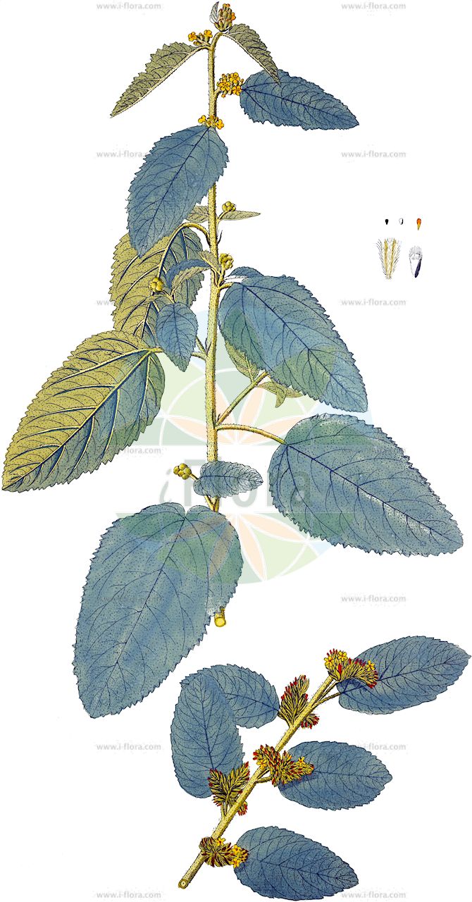 Waltheria indica - Malvaceae,Plantae,Pteridobiotina,Angiosperms,Malvales,Malvaceae,Waltheria,Waltheria indica,Waltheria africana, Waltheria americana, Waltheria americana var. densiflora, Waltheria americana var. elliptica, Waltheria americana var. glandulosa, Waltheria americana var. indica, Waltheria americana var. sahelica, Waltheria americana var. subspicata, Waltheria angustifolia, Waltheria arborescens, Waltheria corchorifolia, Waltheria debilis, Waltheria elliptica, Waltheria erioclada, Waltheria guineensis, Waltheria indica var. americana, Waltheria indica var. prostrata, Waltheria laxa, Waltheria makinoi, Waltheria martii, Waltheria obtusa, Waltheria paniculata, Waltheria pauciflora, Waltheria pedunculata, Waltheria prostrata, Waltheria wildii,sleepy morning;basora prieta;hierba del soldado;malva del monte;malva;malva blanca;uhaloa;escobillo blanco;malva lisa;malva de anea;malva blanca;basora prieta;malva sombra;hierba de soldato;friega plato;hierba del buey;malvavisco de Antillas;bretonica macho;malva-branca-de-santarem