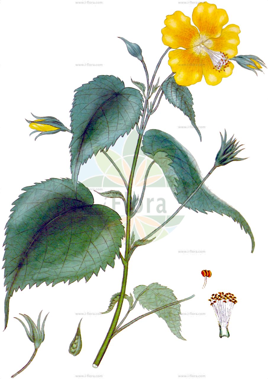 Pavonia burchellii - Malvaceae,Plantae,Pteridobiotina,Angiosperms,Malvales,Malvaceae,Pavonia,Pavonia burchellii,Althaea burchellii, Althaea kraussiana, Lass macrophylla, Lebretonia acuminata, Lebretonia crenata, Malache burchellii, Pavonia burchellii subsp. craspedocarpa, Pavonia burchellii var. glandulosa, Pavonia burchellii var. schweinfurthii, Pavonia burchellii var. tomentosa, Pavonia crenata, Pavonia kraussiana, Pavonia kraussiana subsp. craspedocarpa, Pavonia kraussiana subsp. dictyocarpa, Pavonia kraussiana var. glandulosa, Pavonia kraussiana var. schweinfurthii, Pavonia kraussiana var. tomentosa, Pavonia leptoclada, Pentameris macrophylla, Urena mollis