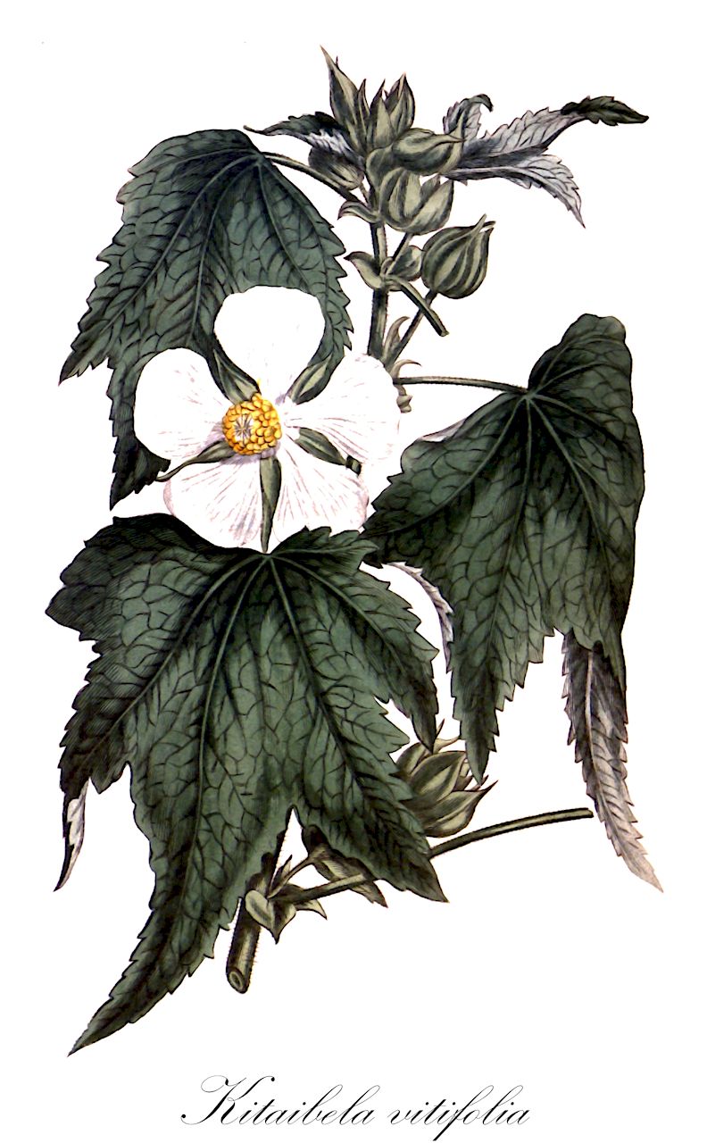 Kitaibela vitifolia - Malvaceae,Plantae,Pteridobiotina,Angiosperms,Malvales,Malvaceae,Kitaibela,Kitaibela vitifolia,Malope vitifolia,Weinblättrige Kitaibelie;kitaibela;kitaibela;китайбела виноградолистная;ak hatmi;dlanastolisna kadivka;balkanmalva