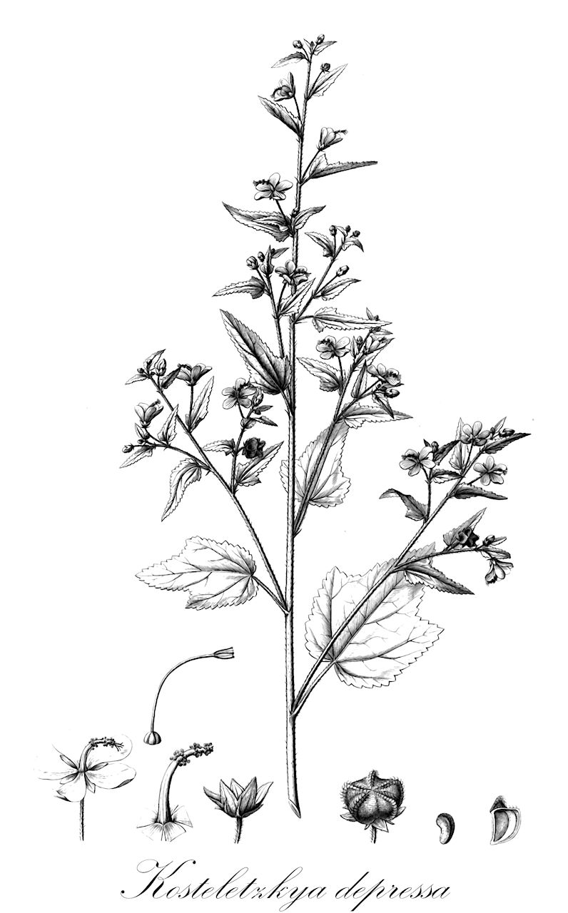 Kosteletzkya depressa - Malvaceae,Plantae,Pteridobiotina,Angiosperms,Malvales,Malvaceae,Kosteletzkya,Kosteletzkya depressa,Hibiscus cordatus, Hibiscus hastatus, Hibiscus hispidus, Hibiscus pentaspermus, Hibiscus preslii, Hibiscus sagittatus, Hibiscus tampicensis, Kosteletzkya asterocarpa, Kosteletzkya cordata, Kosteletzkya hastata, Kosteletzkya hispida, Kosteletzkya pentasperma, Kosteletzkya sagittata, Kosteletzkya stellata, Kosteletzkya tampicensis, Kosteletzkya violacea, Melochia depressa, Melochia diffusa, Pavonia berteroi, Pentagonocarpus cordatus, Pentagonocarpus hastatus, Pentagonocarpus hispidus, Pentagonocarpus pentaspermus, Pentagonocarpus sagittatus, Riedlea depressa, Sida carnea, Sida mociniana, Visenia depressa,stinging mallow;white fen-rose