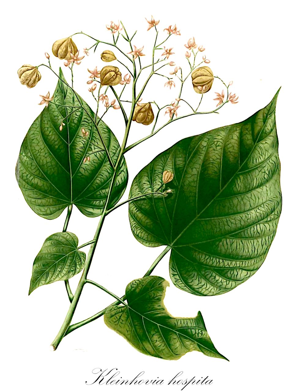 Kleinhovia hospita - Malvaceae,Plantae,Pteridobiotina,Angiosperms,Malvales,Malvaceae,Kleinhovia,Kleinhovia hospita,Cattimarus hospitus, Grewia meyeniana