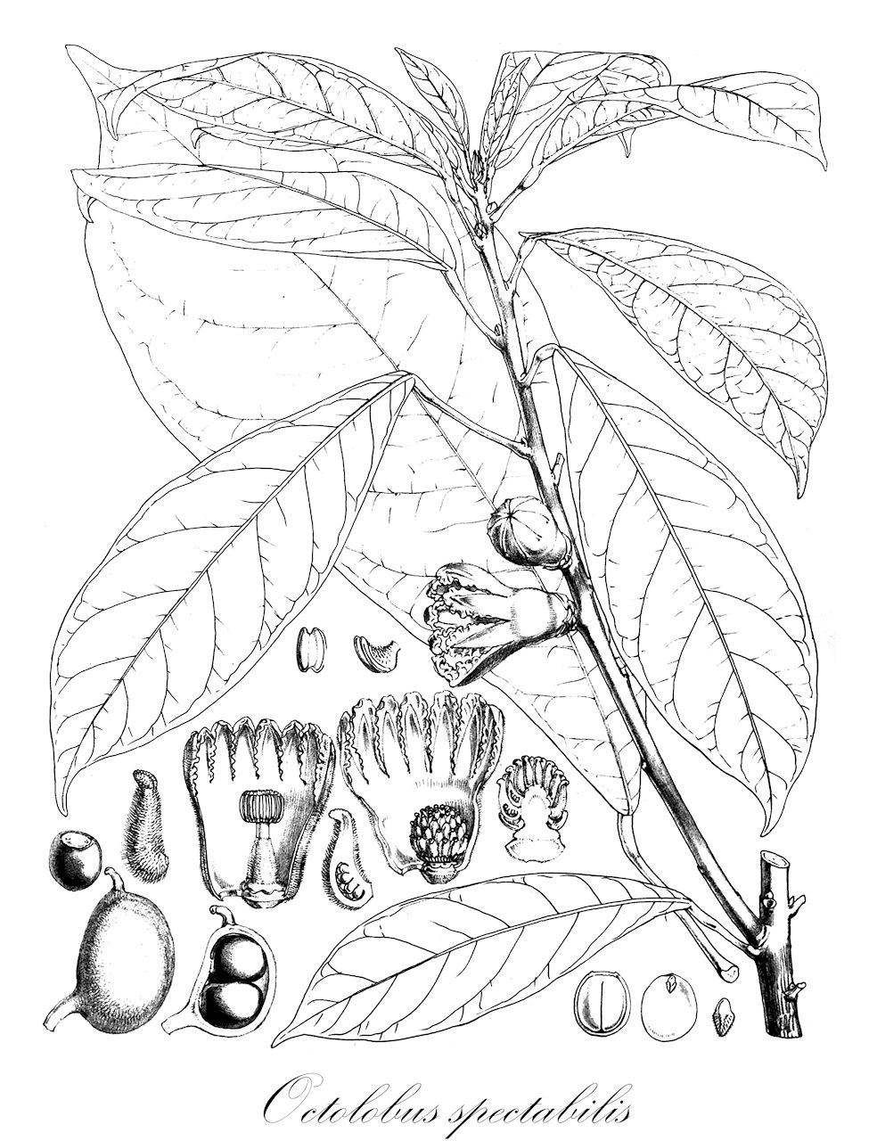 Octolobus spectabilis - Malvaceae,Plantae,Pteridobiotina,Angiosperms,Malvales,Malvaceae,Octolobus,Octolobus spectabilis,Heritiera spectabilis, Octolobus angustatus, Sterculia spectabilis