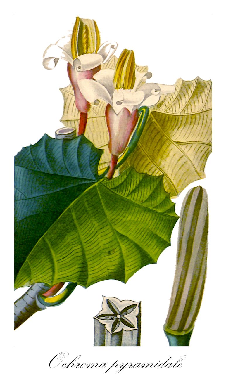 Ochroma pyramidale - Malvaceae,Plantae,Pteridobiotina,Angiosperms,Malvales,Malvaceae,Ochroma,Ochroma pyramidale,Bombax angulata, Bombax angulatum, Bombax pyramidale, Bombax pyramidatum, Ochroma bicolor, Ochroma boliviana, Ochroma concolor, Ochroma grandiflora, Ochroma lagopodum, Ochroma lagopus, Ochroma lagopus var. bicolor, Ochroma lagopus var. occigranatense, Ochroma lagopus var. occigranatensis, Ochroma limonense, Ochroma limonensis, Ochroma obtusa, Ochroma obtusum, Ochroma peruviana, Ochroma pyramidale var. bicolor, Ochroma pyramidale var. concolor, Ochroma tomentosa, Ochroma tomentosum, Ochroma tomentosum var. ibarrense, Ochroma velutina,Balsabaum;Balsaholz
