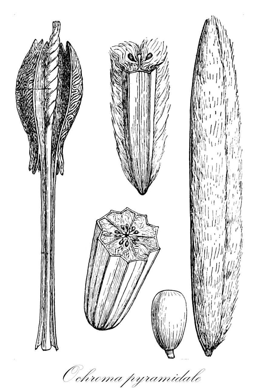 Ochroma pyramidale - Malvaceae,Plantae,Pteridobiotina,Angiosperms,Malvales,Malvaceae,Ochroma,Ochroma pyramidale,Bombax angulata, Bombax angulatum, Bombax pyramidale, Bombax pyramidatum, Ochroma bicolor, Ochroma boliviana, Ochroma concolor, Ochroma grandiflora, Ochroma lagopodum, Ochroma lagopus, Ochroma lagopus var. bicolor, Ochroma lagopus var. occigranatense, Ochroma lagopus var. occigranatensis, Ochroma limonense, Ochroma limonensis, Ochroma obtusa, Ochroma obtusum, Ochroma peruviana, Ochroma pyramidale var. bicolor, Ochroma pyramidale var. concolor, Ochroma tomentosa, Ochroma tomentosum, Ochroma tomentosum var. ibarrense, Ochroma velutina,Balsabaum;Balsaholz