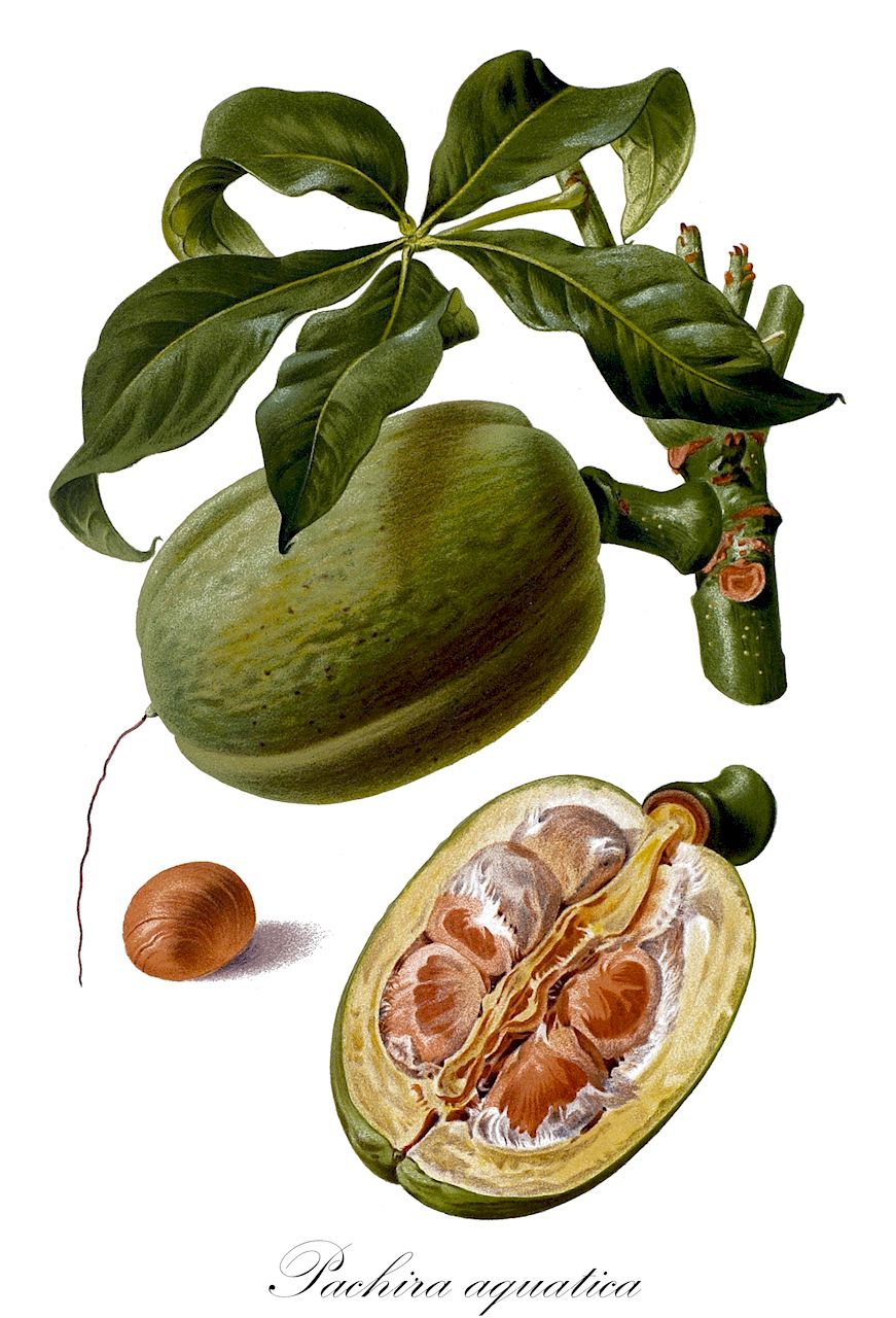 Pachira aquatica - Malvaceae,Plantae,Pteridobiotina,Angiosperms,Malvales,Malvaceae,Pachira,Pachira aquatica,Bombax aquaticum, Bombax macrocarpum, Bombax rigidifolium, Carolinea grandiflora, Carolinea macrocarpa, Carolinea princeps, Pachira aquatica var. occidentalis, Pachira aquatica var. surinamensis, Pachira carolinea, Pachira grandiflora, Pachira longifolia, Pachira macrocarpa, Pachira pustulifera, Pachira villosula, Pachira villulosa, Sophia carolina