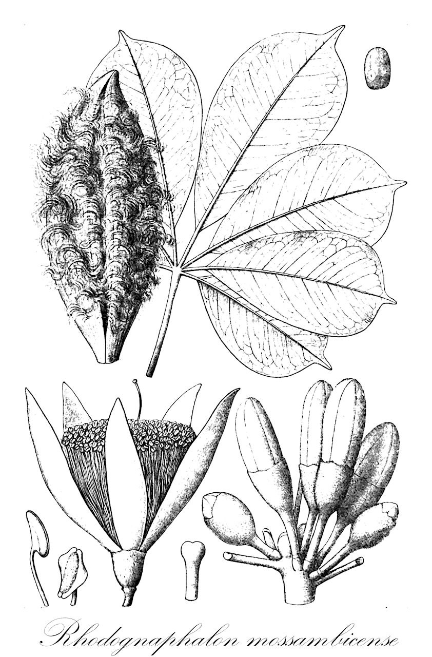 Rhodognaphalon mossambicense - Malvaceae,Bombax mossambicense, Bombax rhodognaphalon, Bombax rhodognaphalon, Bombax rhodognaphalon var. rhodognaphalon, Rhodognaphalon schumannianum, Rhodognaphalon tanganyikense,Plantae,Pteridobiotina,Angiosperms,Malvales,Malvaceae,Rhodognaphalon,Rhodognaphalon mossambicense