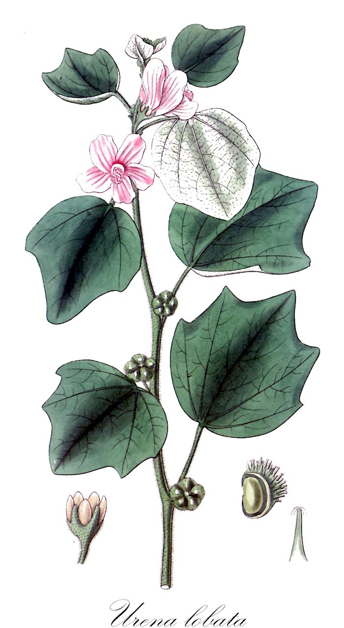 Urena lobata - Malvaceae,Plantae,Pteridobiotina,Angiosperms,Malvales,Malvaceae,Urena,Urena lobata,Urena americana, Urena lobata var. genuina, Urena lobata var. lobata,bur-mallow;caesarweed;common urena;congo jute