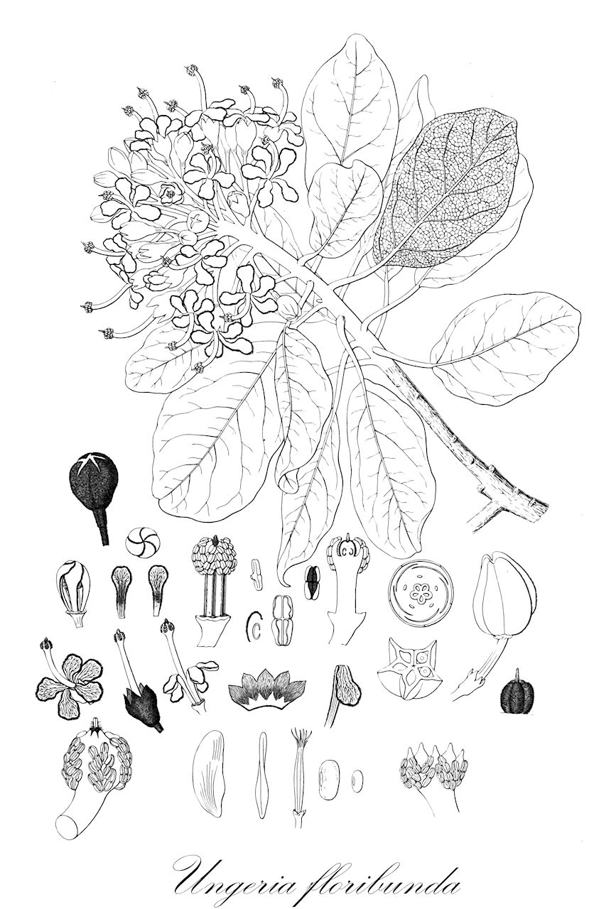 Ungeria floribunda - Malvaceae,Plantae,Pteridobiotina,Angiosperms,Malvales,Malvaceae,Ungeria,Ungeria floribunda