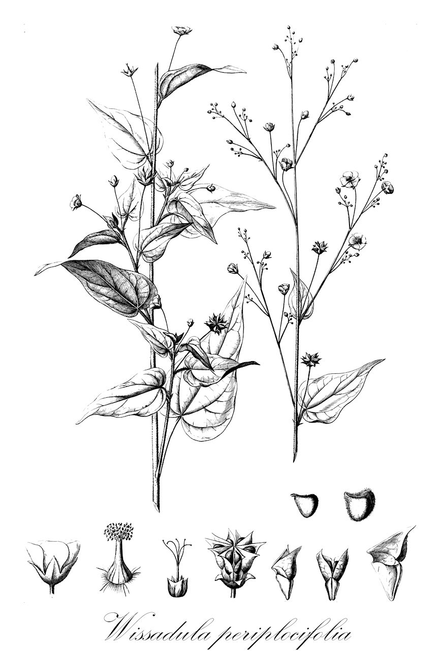 Wissadula periplocifolia - Malvaceae,Plantae,Pteridobiotina,Angiosperms,Malvales,Malvaceae,Wissadula,Wissadula periplocifolia,Abutilon hastatum, Abutilon periplocifolium, Abutilon periplocifolium var. peruvianum, Abutilon periplocifolium var. zeylanicum, Sida integrifolia, Sida periplocifolia, Sida periplocifolia var. peruviana, Sida periplocifolia var. zeylanica, Wissadula periplocifolia var. antillarum, Wissadula periplocifolia var. fadyenii, Wissadula periplocifolia var. genuina, Wissadula periplocifolia var. gracillima, Wissadula periplocifolia var. heterosperma, Wissadula rostrata var. zeylanica, Wissadula zeylanica, Wissadula zeylanica var. truncata