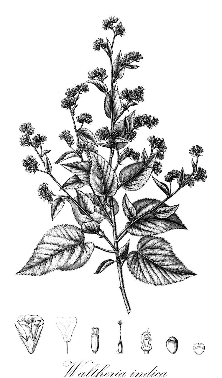 Waltheria indica - Malvaceae,Plantae,Pteridobiotina,Angiosperms,Malvales,Malvaceae,Waltheria,Waltheria indica,Waltheria africana, Waltheria americana, Waltheria americana var. densiflora, Waltheria americana var. elliptica, Waltheria americana var. glandulosa, Waltheria americana var. indica, Waltheria americana var. sahelica, Waltheria americana var. subspicata, Waltheria angustifolia, Waltheria arborescens, Waltheria corchorifolia, Waltheria debilis, Waltheria elliptica, Waltheria erioclada, Waltheria guineensis, Waltheria indica var. americana, Waltheria indica var. prostrata, Waltheria laxa, Waltheria makinoi, Waltheria martii, Waltheria obtusa, Waltheria paniculata, Waltheria pauciflora, Waltheria pedunculata, Waltheria prostrata, Waltheria wildii,sleepy morning;basora prieta;hierba del soldado;malva del monte;malva;malva blanca;uhaloa;escobillo blanco;malva lisa;malva de anea;malva blanca;basora prieta;malva sombra;hierba de soldato;friega plato;hierba del buey;malvavisco de Antillas;bretonica macho;malva-branca-de-santarem
