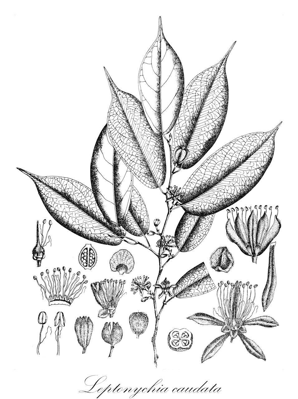 Leptonychia caudata - Malvaceae,Plantae,Pteridobiotina,Angiosperms,Malvales,Malvaceae,Leptonychia,Leptonychia caudata,Binnendijkia trichostylis, Grewia acuminata, Grewia caudata, Grewia heteroclita, Leptonychia acuminata, Leptonychia glabra, Leptonychia heteroclita, Leptonychia moacurroides, Paragrewia poilanei, Turraea trichostylis
