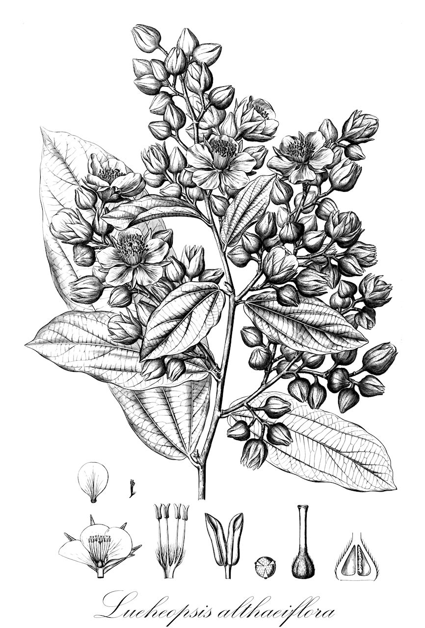 Lueheopsis althaeiflora - Malvaceae,Plantae,Pteridobiotina,Angiosperms,Malvales,Malvaceae,Lueheopsis,Lueheopsis althaeiflora,Luehea altheiflora, Lueheopsis schultesii