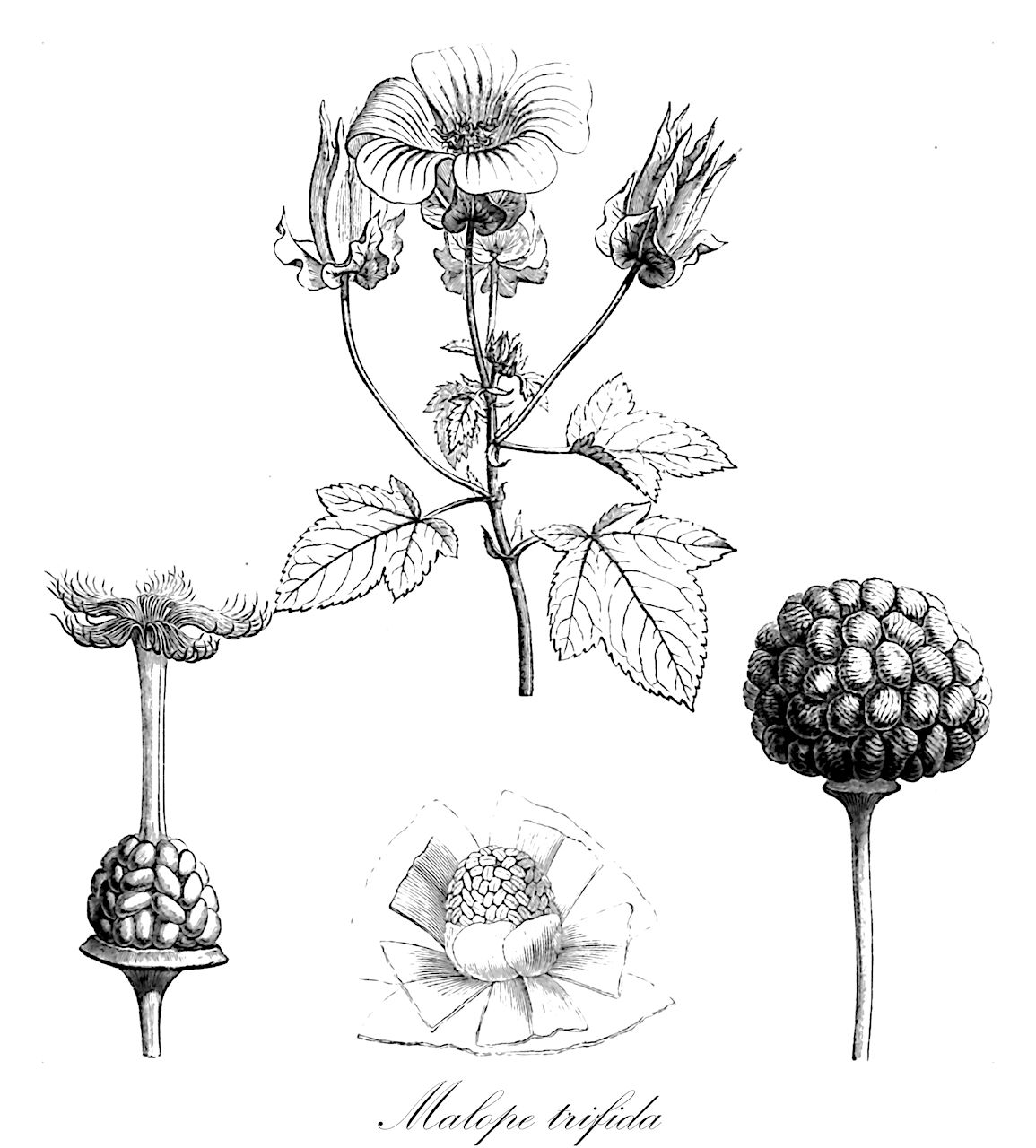 Malope trifida - Malvaceae,Plantae,Pteridobiotina,Angiosperms,Malvales,Malvaceae,Malope,Malope trifida,Malope ciliata, Malope grandiflora, Malope malacoides prol. trifida, Malope malacoides var. trifida, Malope trifida var. grandiflora,Spanische Sommermalve;malope trifide;malva de dehesa;vanlig stånds;drielobbige malope;малопа трехнадрезная;ślęzawa trójdzielna;ślęzawa trójwrębna;tölcsérmályva;slézovka trojklaná;slezovka trojklanná purpurová;малопе трироздільна