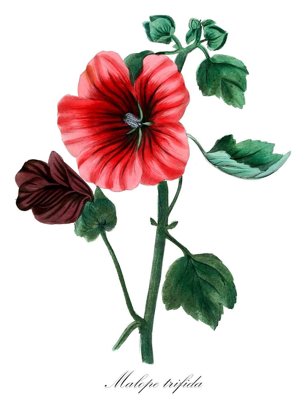 Malope trifida - Malvaceae,Plantae,Pteridobiotina,Angiosperms,Malvales,Malvaceae,Malope,Malope trifida,Malope ciliata, Malope grandiflora, Malope malacoides prol. trifida, Malope malacoides var. trifida, Malope trifida var. grandiflora,Spanische Sommermalve;malope trifide;malva de dehesa;vanlig stånds;drielobbige malope;малопа трехнадрезная;ślęzawa trójdzielna;ślęzawa trójwrębna;tölcsérmályva;slézovka trojklaná;slezovka trojklanná purpurová;малопе трироздільна