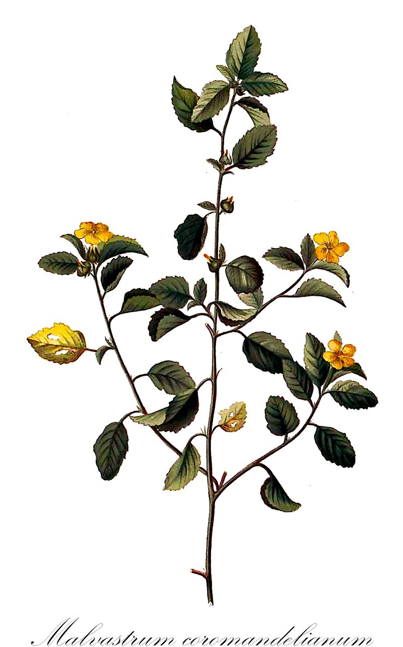 Malvastrum coromandelianum - Malvaceae,Plantae,Pteridobiotina,Angiosperms,Malvales,Malvaceae,Malvastrum,Malvastrum coromandelianum,Malva coromandeliana, Malva tricuspidata, Malvastrum tricuspidatum, Malveopsis coromandeliana, Malveopsis coromandeliana var. normalis,caribbean false mallow;common false mallow;herbe panier;chichibe;escoba dura;raja mano;yerba del potro;afata blanca;malva mulata;yatum;guanxuma;guaxima;malvastro;vassourinha;enokiaoi;enoki-aoi;エノキアオイ;sài kuí;赛葵