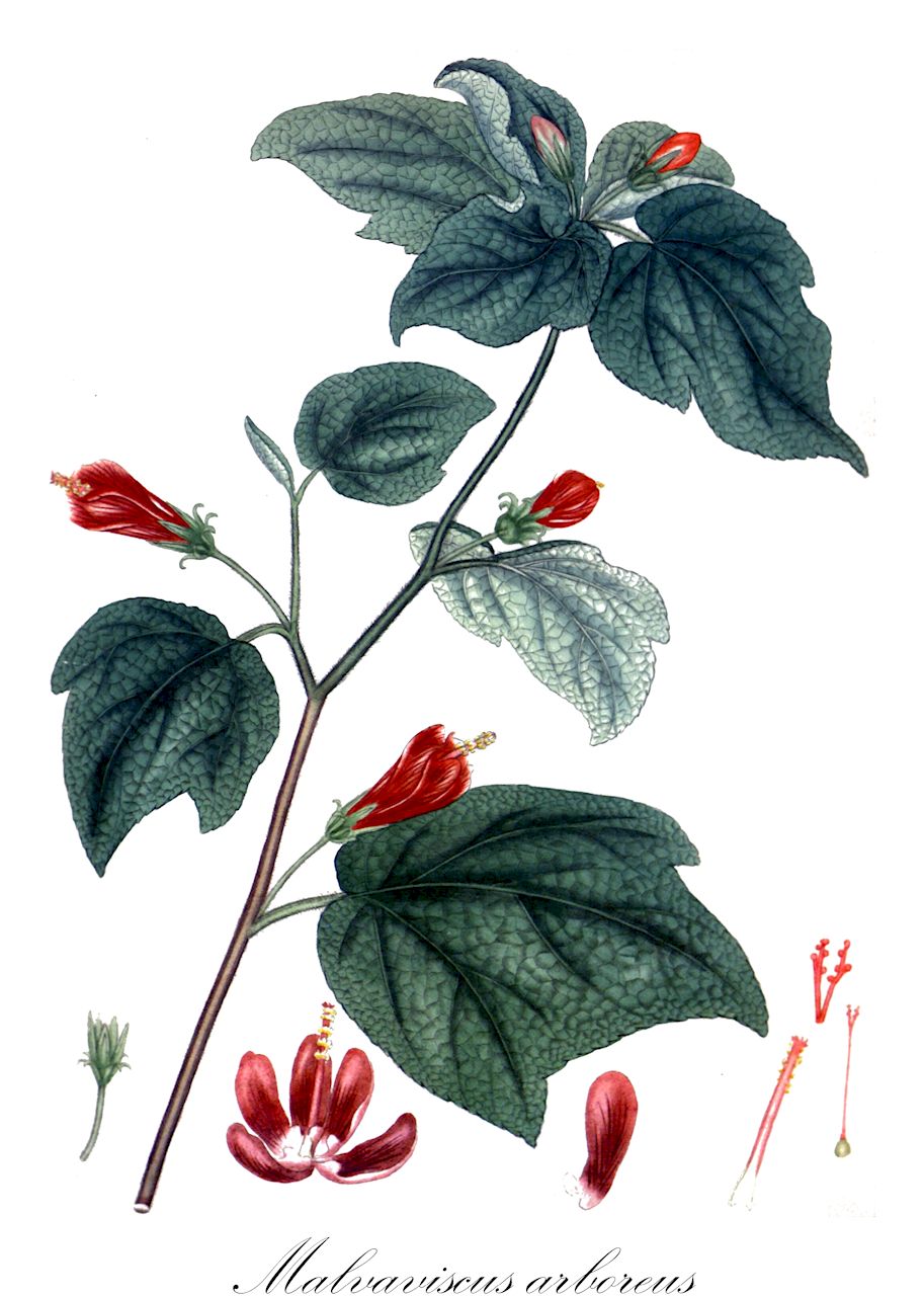 Malvaviscus arboreus - Malvaceae,Plantae,Pteridobiotina,Angiosperms,Malvales,Malvaceae,Malvaviscus,Malvaviscus arboreus,Achania coccinea, Achania malvaviscus, Hibiscus malvaviscus, Malvaviscus coccineus, Malvaviscus malvaviscus, Malvaviscus pentacarpus,Beerenmalve;scarlet rose-mallow