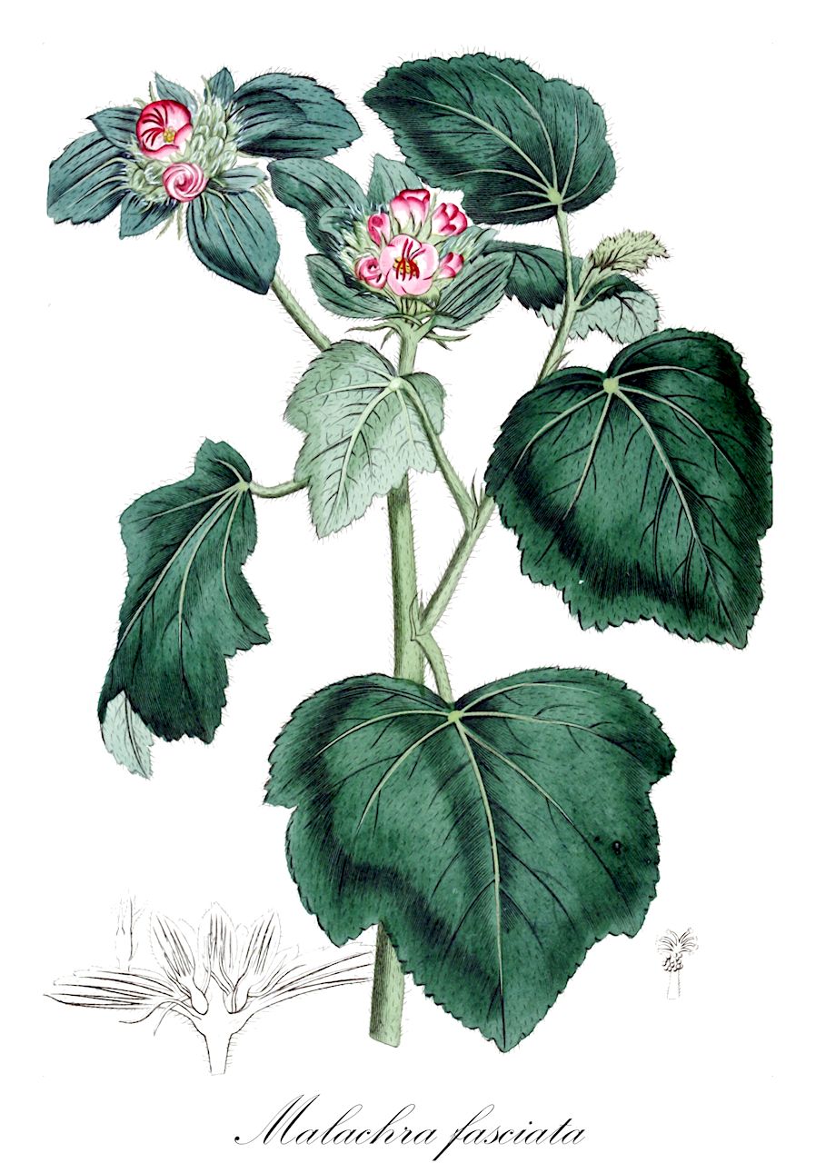Malachra fasciata - Malvaceae,Plantae,Pteridobiotina,Angiosperms,Malvales,Malvaceae,Malachra,Malachra fasciata,Malachra alceifolia var. fasciata, Malachra fasciata var. lineariloba, Malachra horrida, Malachra humilis, Malachra kegeliana, Malachra lineariloba, Malva horrida
