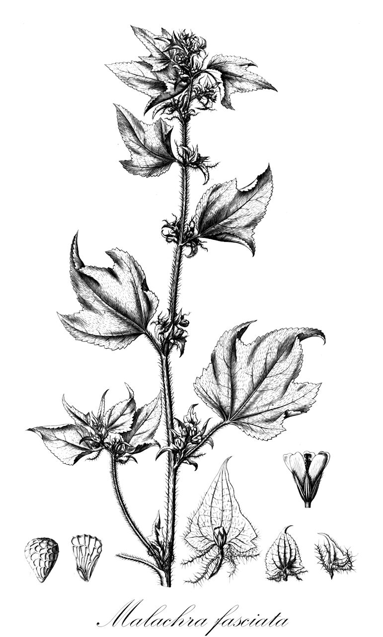 Malachra fasciata - Malvaceae,Plantae,Pteridobiotina,Angiosperms,Malvales,Malvaceae,Malachra,Malachra fasciata,Malachra alceifolia var. fasciata, Malachra fasciata var. lineariloba, Malachra horrida, Malachra humilis, Malachra kegeliana, Malachra lineariloba, Malva horrida