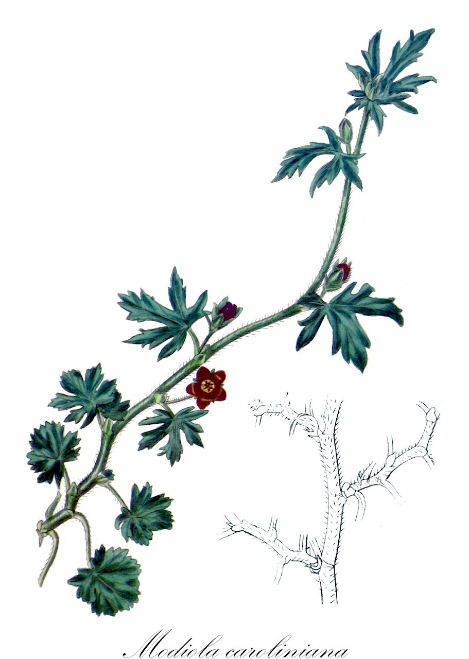 Modiola caroliniana - Malvaceae,Plantae,Pteridobiotina,Angiosperms,Malvales,Malvaceae,Modiola,Modiola caroliniana,Abutilodes carolinianum, Anoda strictiflora, Malva caroliniana, Malva caroliniana var. decumbens, Malva caroliniana var. neglecta, Malva decumbens, Malva eriocarpa, Malva hawaiensis, Malva juvenalis, Malva prostrata, Malva radicans, Malva urticifolia, Modanthos caroliniana, Modanthos decumbens, Modanthos eriocarpa, Modanthos prostrata, Modanthos reptans, Modanthos urticifolia, Modiola caroliniana f. parvula, Modiola caroliniana var. brevipes, Modiola caroliniana var. cumingiana, Modiola caroliniana var. erecta, Modiola decumbens, Modiola erecta, Modiola eriocarpa, Modiola fissistipula, Modiola multifida, Modiola prostrata, Modiola reptans, Modiola urticifolia, Modiolastrum jaeggianum, Sphaeralcea caroliniana, Sphaeralcea decumbens,carolina bristlemallow;modiole;modiole de Caroline;mercurio;sanalotodo;pila-pila;yedra terrestre;hiedra terrestre;kikunohaaoi;tsuruaoi;キクノハアオイ;ツルアオイ