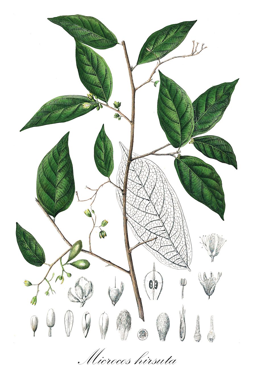 Microcos hirsuta - Malvaceae,Plantae,Pteridobiotina,Angiosperms,Malvales,Malvaceae,Microcos,Microcos hirsuta,Grewia hirsuta, Grewia omphacarpa, Grewia palembanica, Omphacarpus hirsutus
