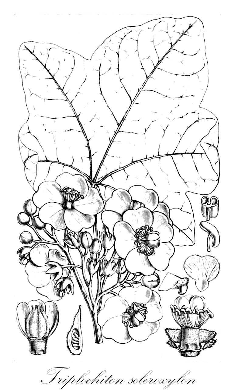 Triplochiton scleroxylon - Malvaceae,Plantae,Pteridobiotina,Angiosperms,Malvales,Malvaceae,Triplochiton,Triplochiton scleroxylon,Samba scleroxylon, Triplochiton johnsonii, Triplochiton nigericum