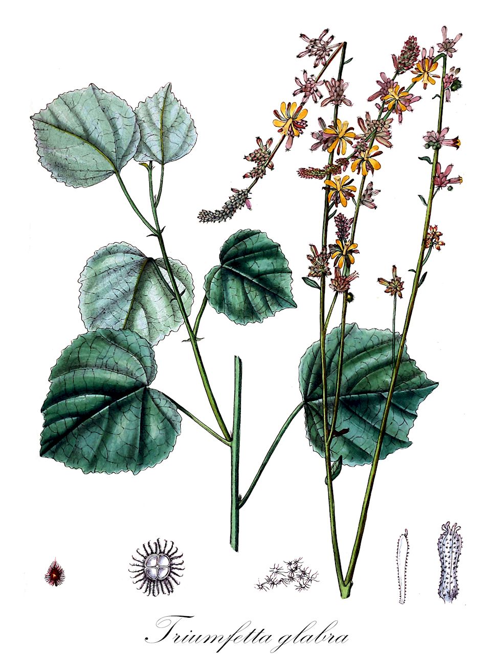 Triumfetta glabra - Malvaceae,Plantae,Pteridobiotina,Angiosperms,Malvales,Malvaceae,Triumfetta,Triumfetta glabra,Triumfetta conspicua