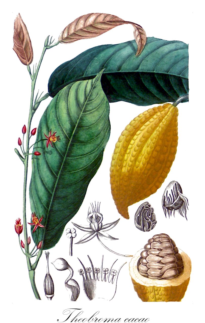Theobroma cacao - Malvaceae,Plantae,Pteridobiotina,Angiosperms,Malvales,Malvaceae,Theobroma,Theobroma cacao,Cacao minar, Cacao minus, Cacao sativa, Cacao theobroma, Theobroma cacao f. lacandonense, Theobroma cacao f. leiocarpum, Theobroma cacao f. pentagonum, Theobroma cacao subsp. cacao, Theobroma cacao subsp. leiocarpum, Theobroma cacao subsp. pentagonum, Theobroma cacao subsp. sativa, Theobroma cacao subsp. sphaerocarpum, Theobroma cacao var. leiocarpum, Theobroma caribaeum, Theobroma integerrimum, Theobroma kalagua, Theobroma leiocarpum, Theobroma minus, Theobroma pentagonum, Theobroma saltzmanniana, Theobroma salzmanniana, Theobroma sapidum, Theobroma sativa, Theobroma sativa var. leucosperma, Theobroma sativa var. melanosperma, Theobroma sativum, Theobroma sativum var. leucospermum, Theobroma sativum var. melanospermum, Theobroma sphaerocarpum,Kakaobaum;Kakaopflanze