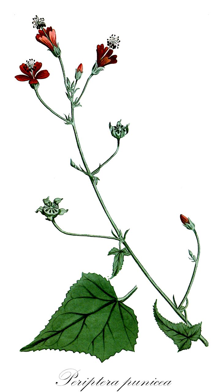 Periptera punicea - Malvaceae,Plantae,Pteridobiotina,Angiosperms,Malvales,Malvaceae,Periptera,Periptera punicea,Anoda incarnata, Anoda periptera, Anoda periptera var. genuina, Anoda periptera var. macrantha, Anoda punicea, Anoda rubra, Periptera macrantha, Periptera periptera, Sida incarnata, Sida malvaviscus, Sida periptera, Sida rubra, Sida stenopetala
