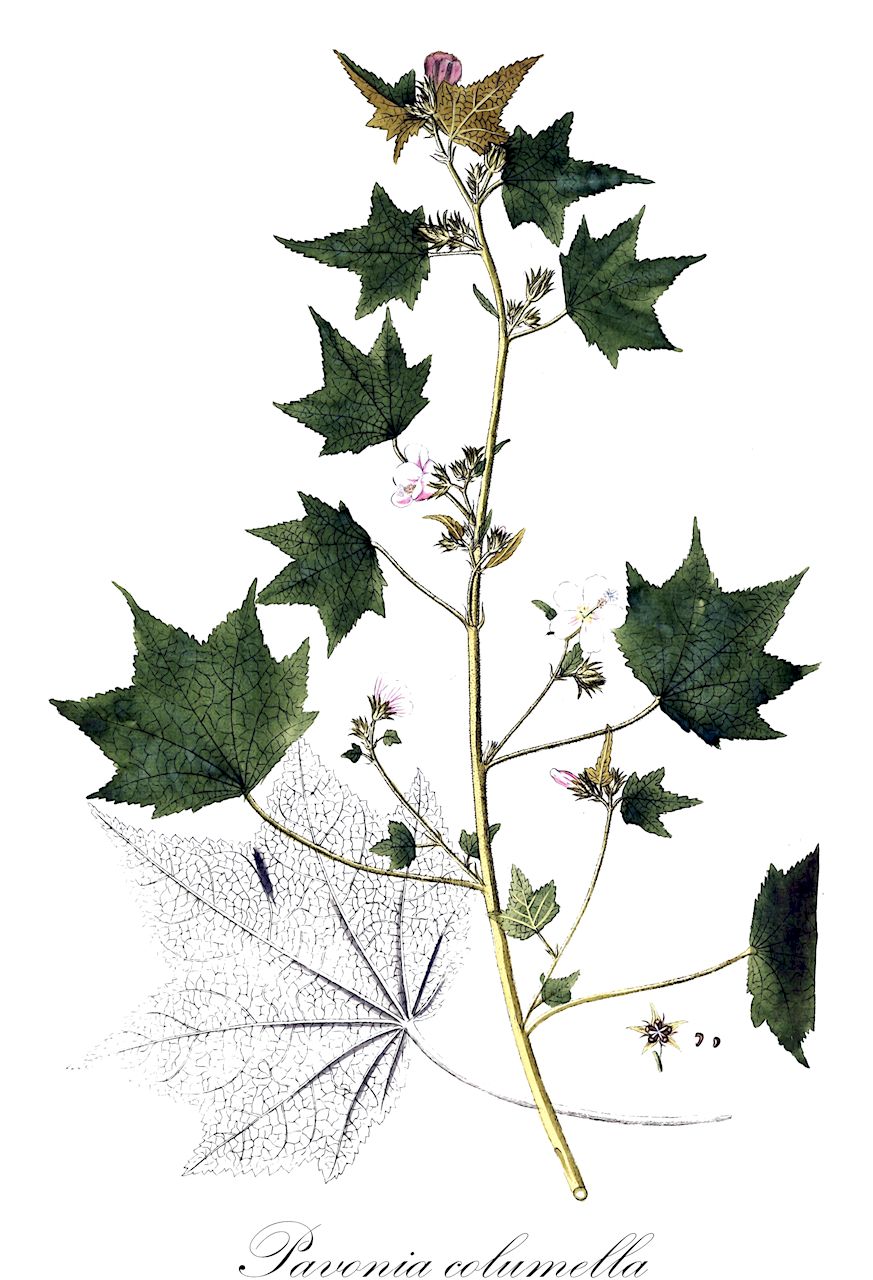 Pavonia columella - Malvaceae,Plantae,Pteridobiotina,Angiosperms,Malvales,Malvaceae,Pavonia,Pavonia columella,Pavonia galpiniana, Pavonia meyeri, Urena meyeri, Urena pilosa